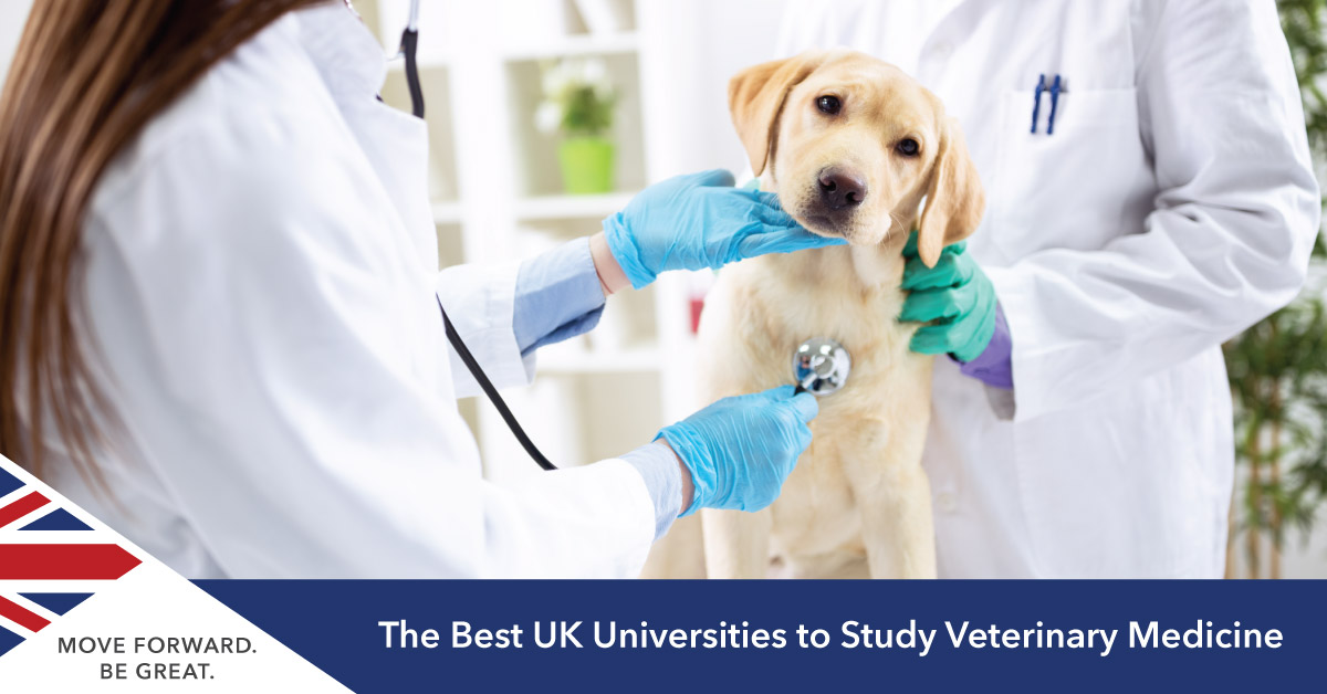 Studying Veterinary Science in the UK